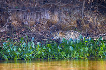 Brazil, Mato Grosso, The Pantanal Rio Cuiaba, jaguar, water hyacinth by Danita Delimont