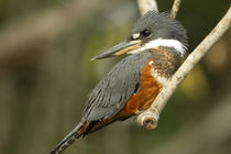 South America, Brazil, Pantanal, Ringed Kingfisher, Ceryle t... von Danita Delimont