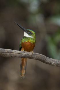 South America, Brazil, Pantanal, Rufous-tailed Jacamar, Galb... by Danita Delimont