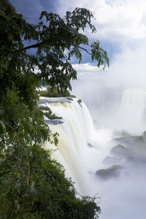 Iguacu Falls, Cataratta Foz do Iguacu, Parana, Iguazu N von Danita Delimont