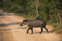 Brazilian Tapir, Northern Pantanal, Mato Grosso, Brazil von Danita Delimont