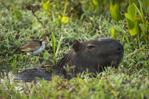 Capybara and Wattled Jacana juv, Northern Pantanal, Mato Gro... by Danita Delimont