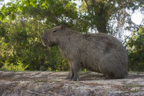 Capybara Northern Pantanal, Mato Grosso, Brazil von Danita Delimont