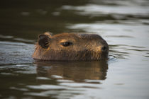 Capybara, Northern Pantanal, Mato Grosso, Brazil von Danita Delimont