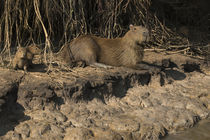 Capybara, Northern Pantanal, Mato Grosso, Brazil by Danita Delimont