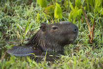 Capybara, Northern Pantanal, Mato Grosso, Brazil by Danita Delimont