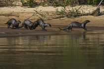 Giant Otter Northern Pantanal, Mato Grosso, Brazil von Danita Delimont