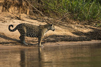 Jaguar female, Northern Pantanal, Mato Grosso, Brazil by Danita Delimont