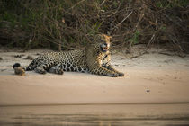 Jaguar male, Northern Pantanal, Mato Grosso, Brazil by Danita Delimont