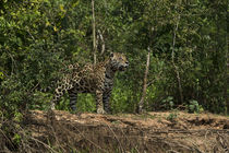 Jaguar male by Danita Delimont