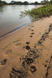 Jaguar tracks, Northern Pantanal, Mato Grosso, Brazil by Danita Delimont