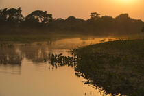 Sunrise on Cuiaba River, Northern Pantanal, Mato Grosso, Brazil von Danita Delimont