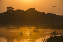 Sunrise on Cuiaba River, Northern Pantanal, Mato Grosso, Brazil by Danita Delimont