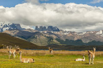 South America, Chile, Patagonia, Torres del Paine National Park by Danita Delimont