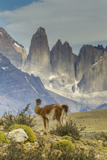 South America, Chile, Patagonia, Torres del Paine by Danita Delimont