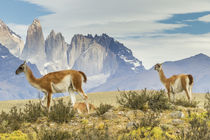 South America, Chile, Patagonia, Torres del Paine von Danita Delimont