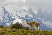 Guanaco with Paine Towers in background, Torres Del Paine Na... von Danita Delimont