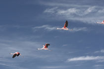 Chilean Flamingos in Flight von Danita Delimont