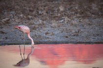 Chilean Flamingo Drinking von Danita Delimont