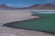 Green Lagoon, Atacama desert von Danita Delimont