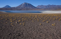 Miniques Lake, Altiplano of Northern Chile von Danita Delimont