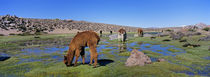 Alpakas im Altiplano Chiles by Danita Delimont