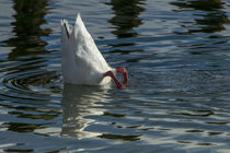 Coscoroba Swan by Danita Delimont