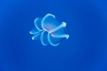 Jellyfish, Diego Ramirez Island, Chile by Danita Delimont