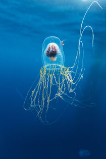 Jellyfish, Diego Ramirez Island, Chile by Danita Delimont