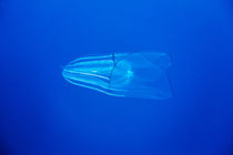 Jellyfish, Diego Ramirez Islands, Chile von Danita Delimont