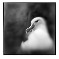 Gray-headed Albatross, Diego Ramirez Island, Chile by Danita Delimont