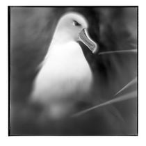 Gray-headed Albatross, Diego Ramirez Island, Chile von Danita Delimont