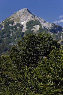 Huerquehue National Park, Chile von Danita Delimont