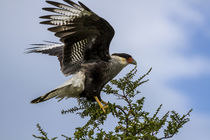 Flying Southern Crested Caracara by Danita Delimont