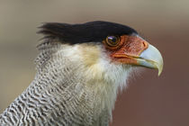 Portrait of Southern Crested Caracara by Danita Delimont