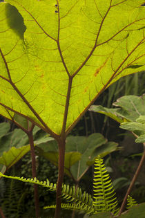 Plant detail at a botanical garden, Quito, Ecuador. von Danita Delimont