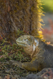 Ecuador, Galapagos National Park von Danita Delimont