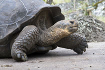 Giant Tortoise in highlands of Floreana Island, Galapagos Islands by Danita Delimont