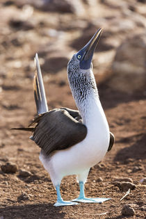 Ecuador, Galapagos Islands, North Seymour Island, blue-footed booby, by Danita Delimont