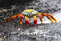 Ecuador, Galapagos Islands, Sombrero Chino, Sally Lightfoot crab, by Danita Delimont