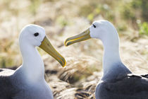 Ecuador, Galapagos Islands, Espanola, Punta Suarez, waved albatross, by Danita Delimont
