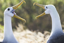 Ecuador, Galapagos Islands, Espanola, Punta Suarez, waved albatross, von Danita Delimont