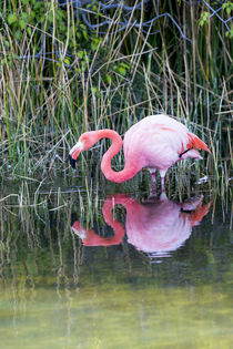 Ecuador, Galapagos Islands, Isabela, Punta Moreno, greater flamingo, by Danita Delimont