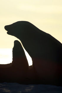 Galapagos Sea Lion Silhouettes by Danita Delimont