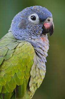 Blue-headed Parrot by Danita Delimont