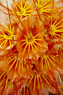 Brownea Flower von Danita Delimont