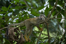 Common Squirrel Monkey by Danita Delimont