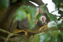 Common Squirrel Monkey von Danita Delimont