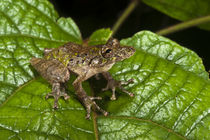 Eirunepe's Snouted Frog von Danita Delimont