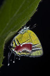 Green Hairstreak Butterfly by Danita Delimont